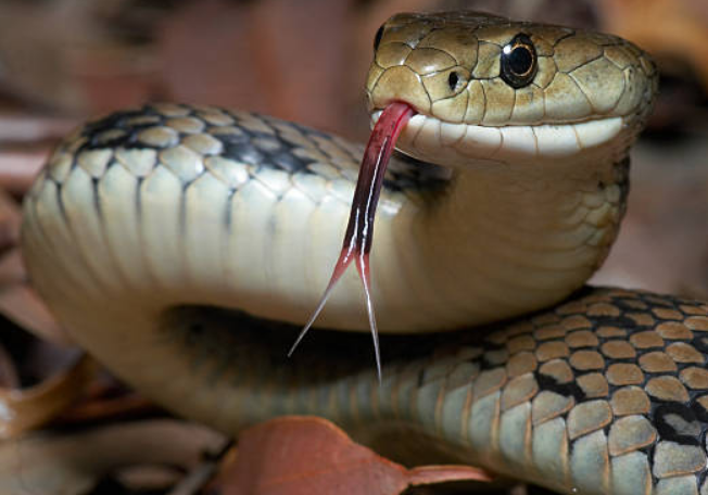 google snake dark snake gang